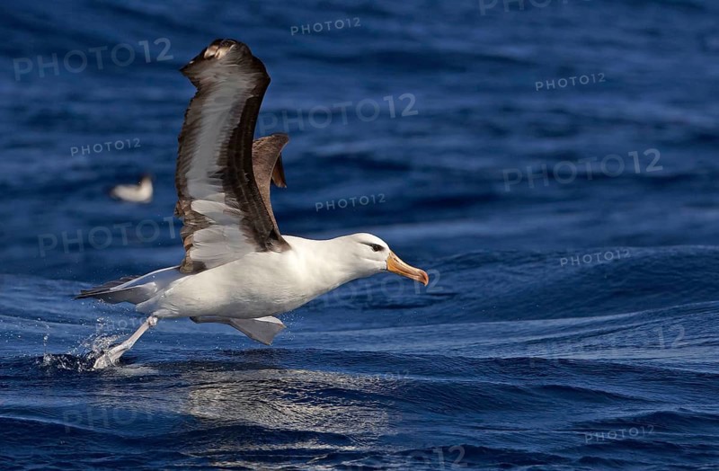 Adult black-browed albatross
