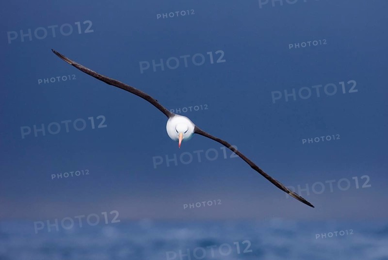 Adult black-browed albatross