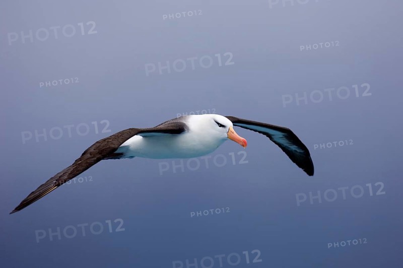 Adult black-browed albatross