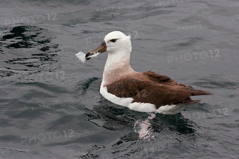 Black-browed Albatross