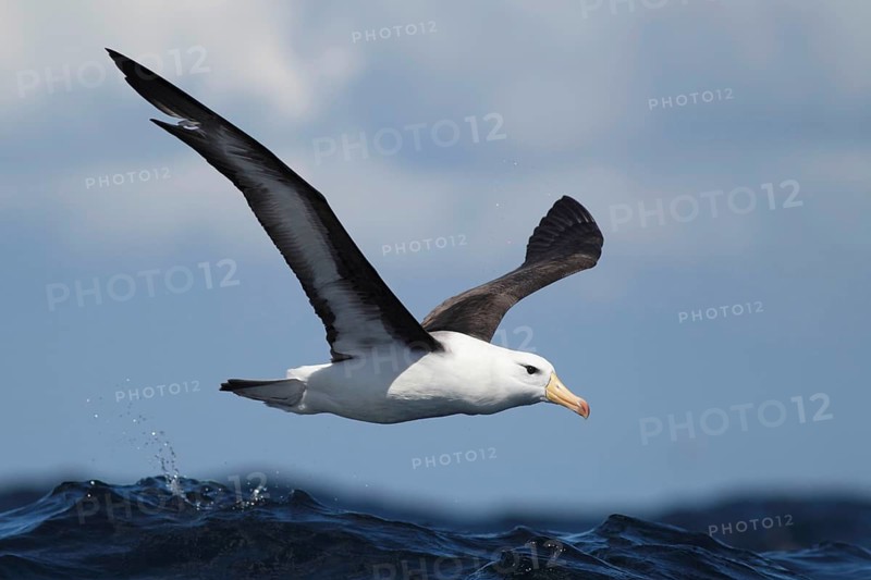 Adult black-browed albatross