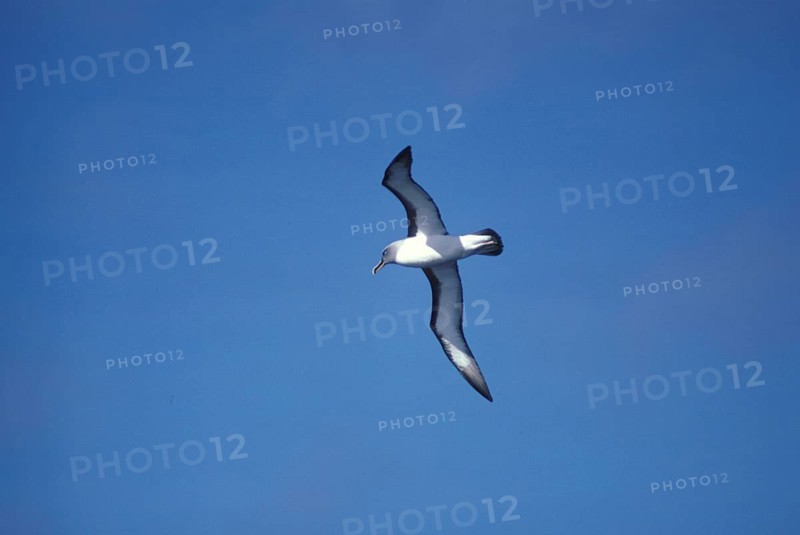 Buller's albatross