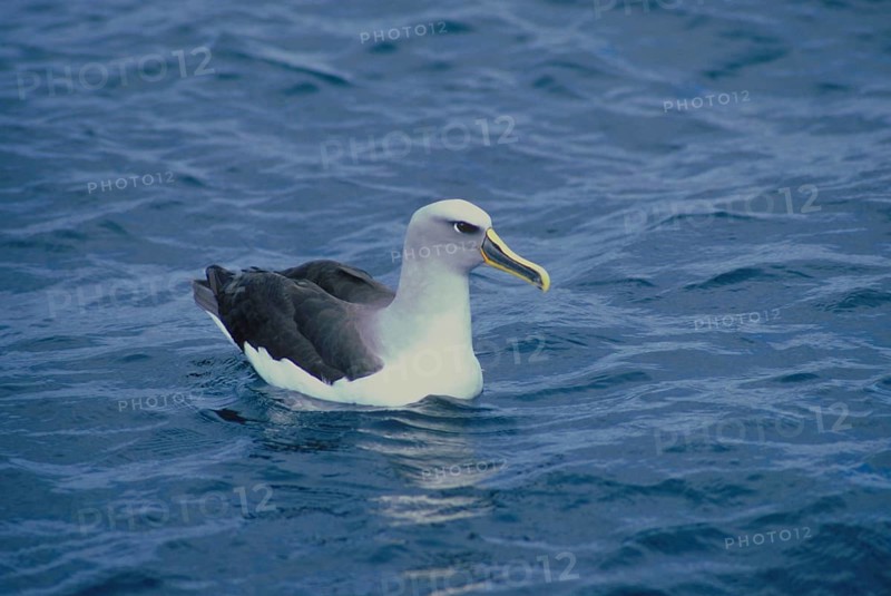 Buller's Albatross