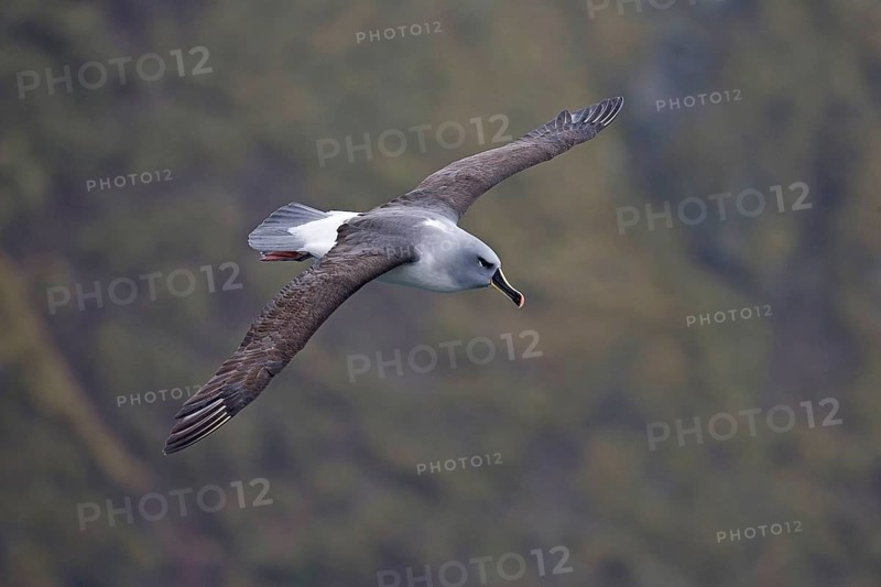 Grey-headed albatross
