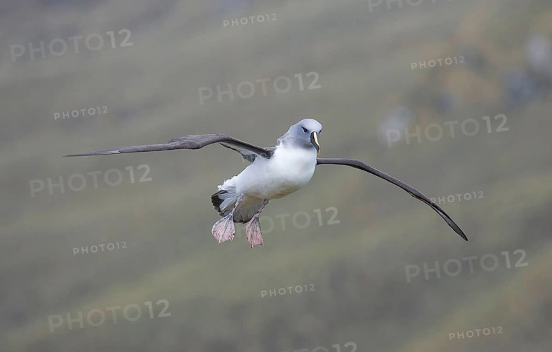 Adult grey-headed albatross