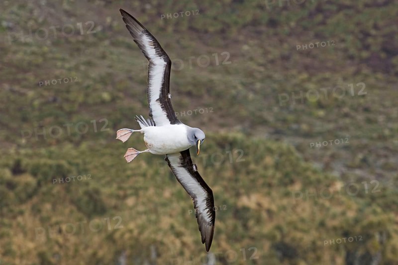 Grey-headed albatross