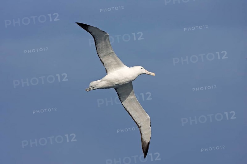 Southern southern royal albatross