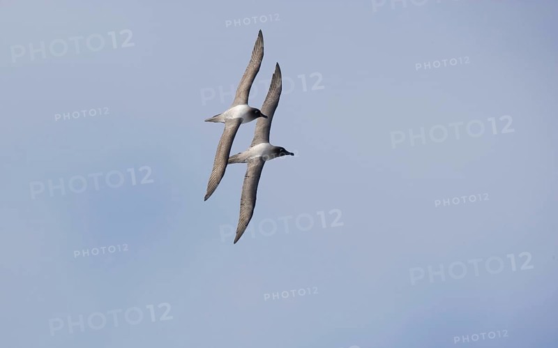 Light-mantled Sooty Albatross