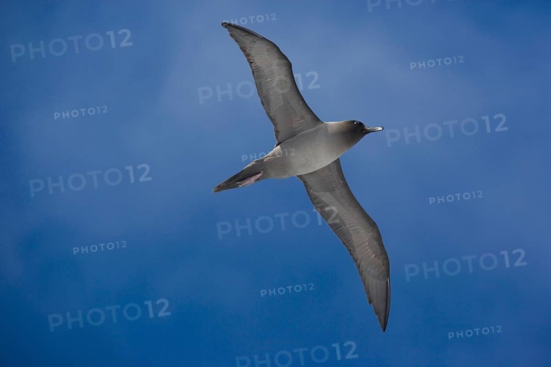 Light-mantled Sooty Albatross