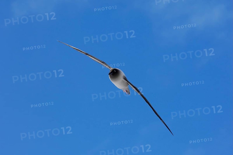Light-mantled Sooty Albatross