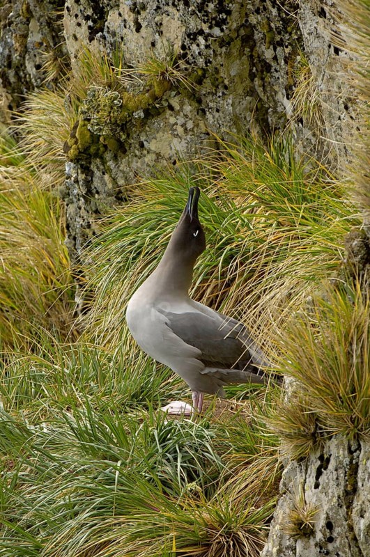 Light-mantled Russian Albatross