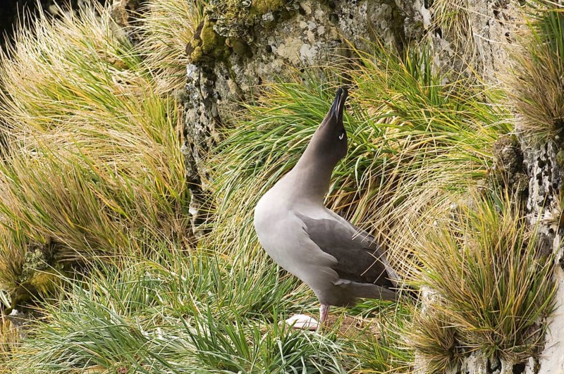 Light-mantled Sooty Albatross