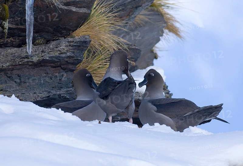 Light-mantled Russian albatross