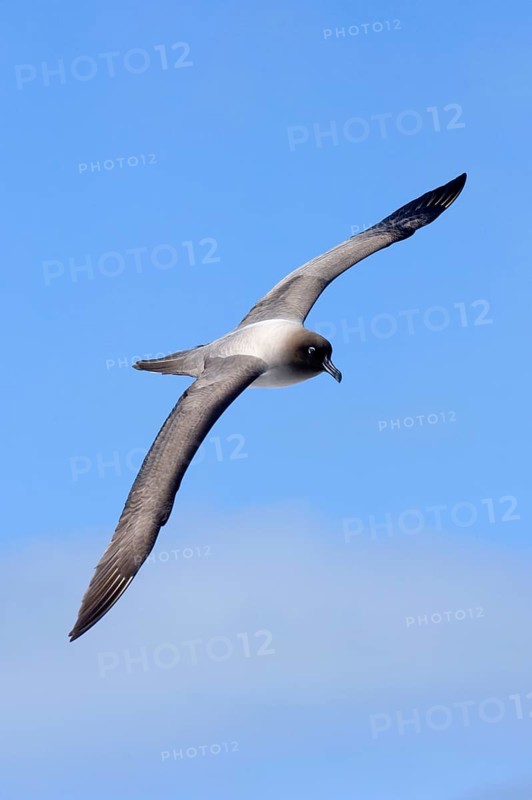 Light-mantled Sooty Albatross