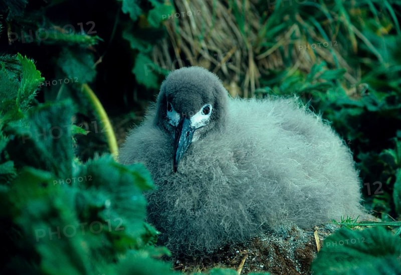 Dark Sooty Albatross