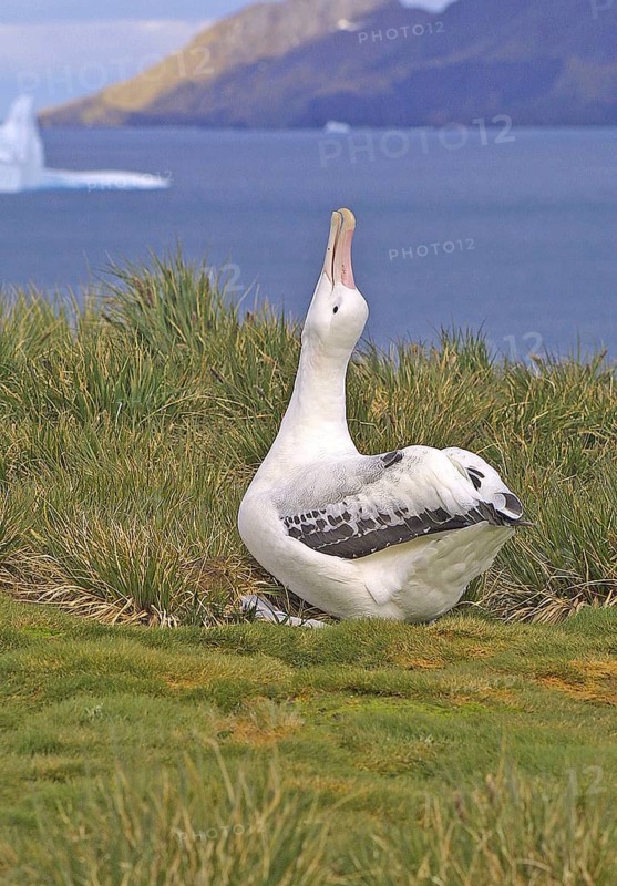 Wandering Albatross