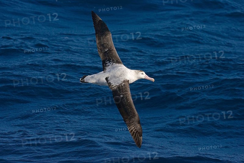Wandering albatross