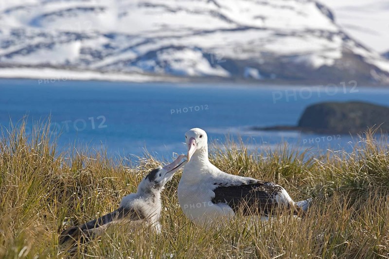 Wandering albatross