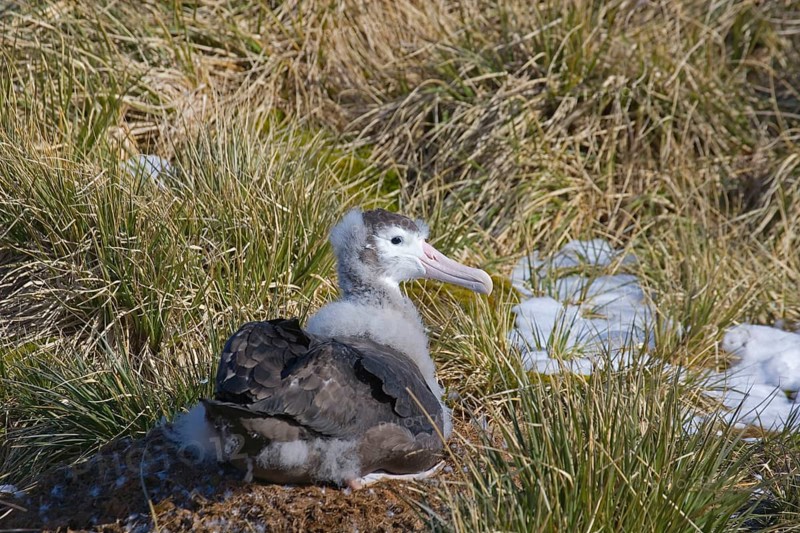 Wandering albatross