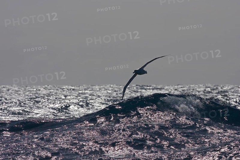Wandering albatross