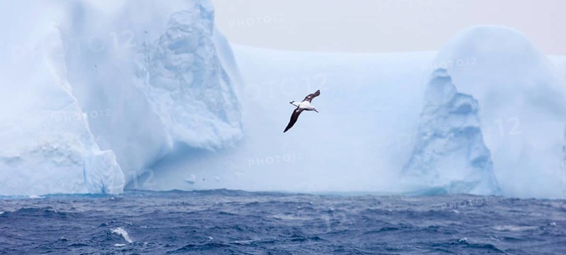 Wandering albatross