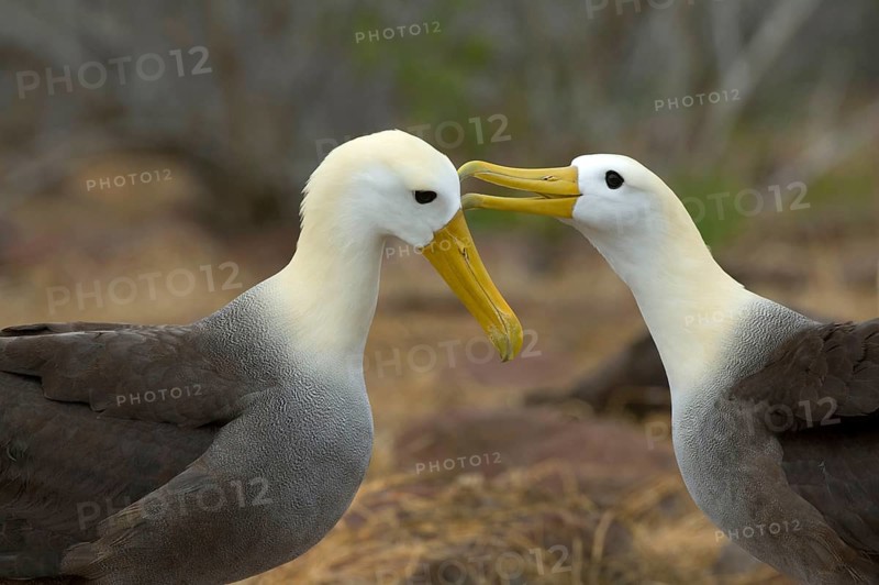 Galapagos Waved Albatross