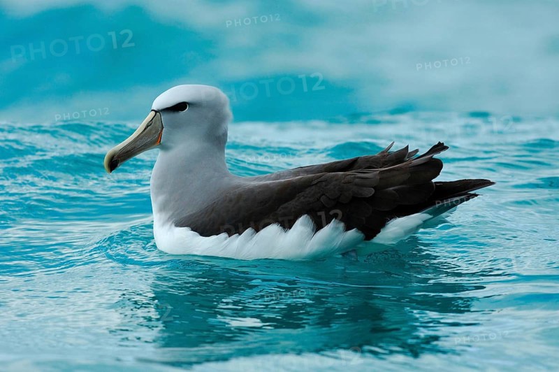 Adult salvin's albatross