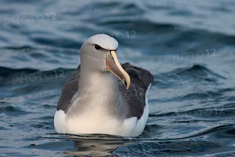 Adult salvin's albatross