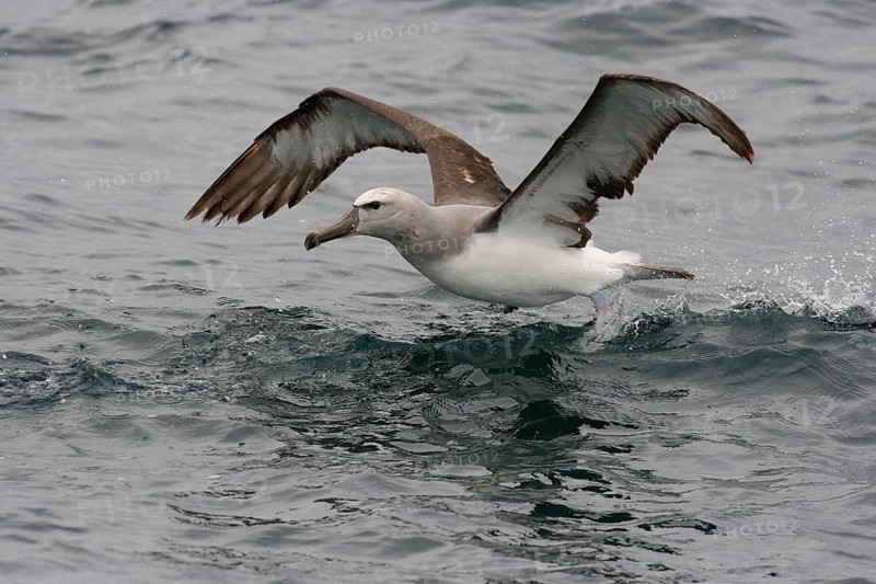 Salvin's Albatross