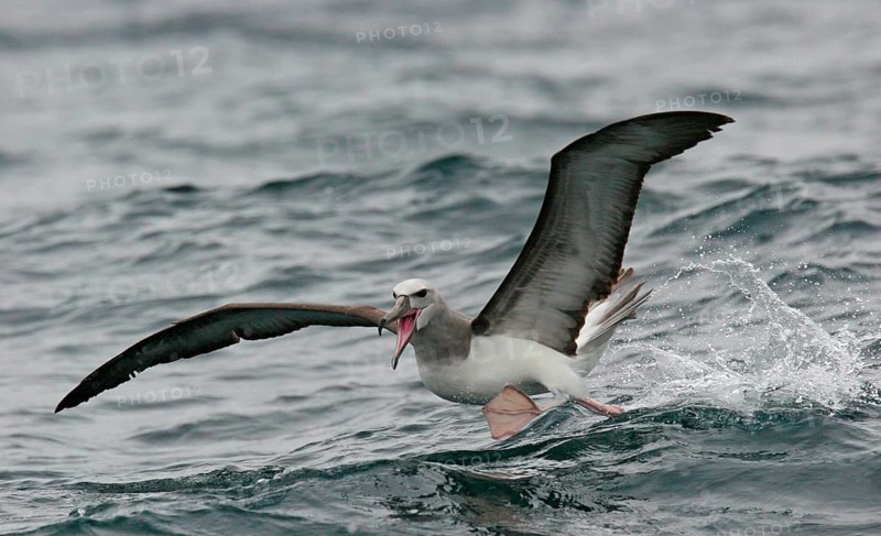 Salvin's Albatross