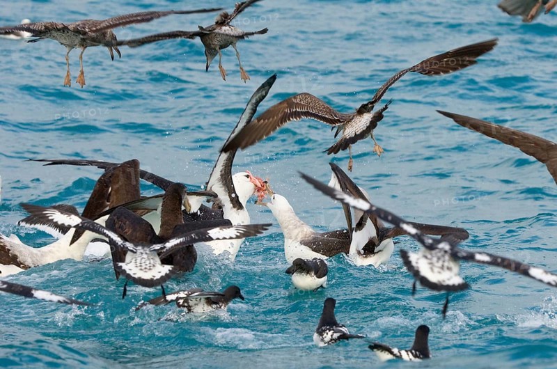 New Zealand shy albatross