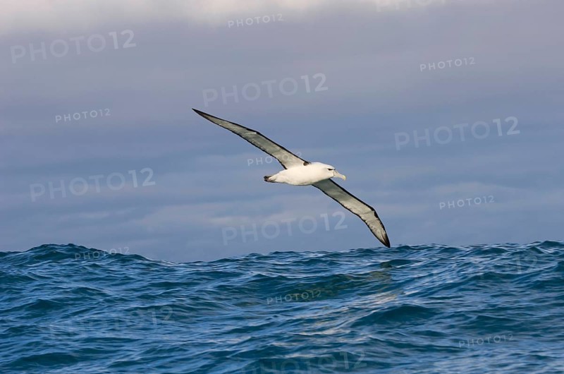 New Zealand shy albatross