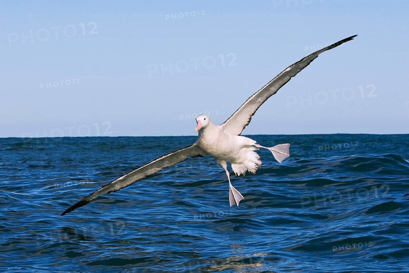 Gibson's antipodal albatross