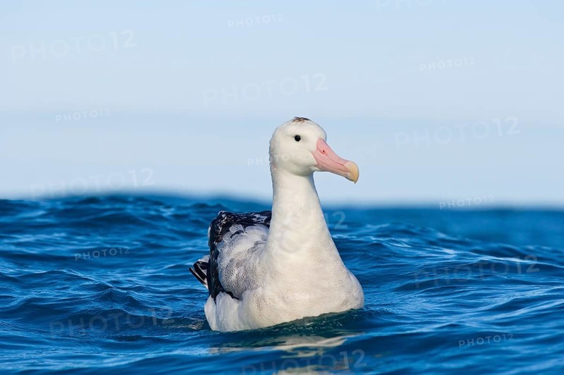 Gibson's antipodal albatross