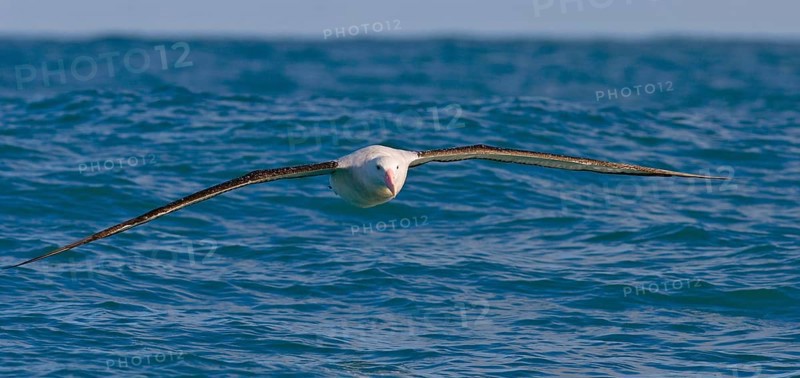Gibson's antipodal albatross