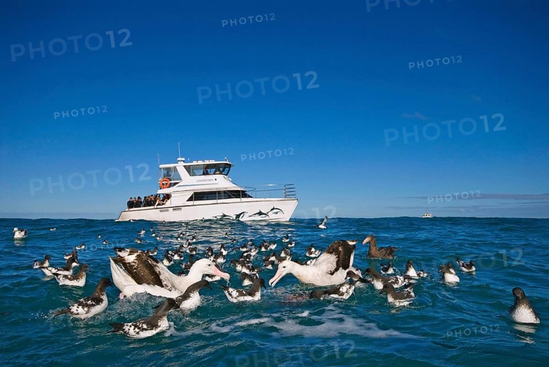 Gibson's antipodal albatross