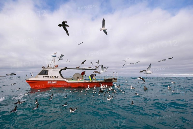 Gibson's antipodal albatross