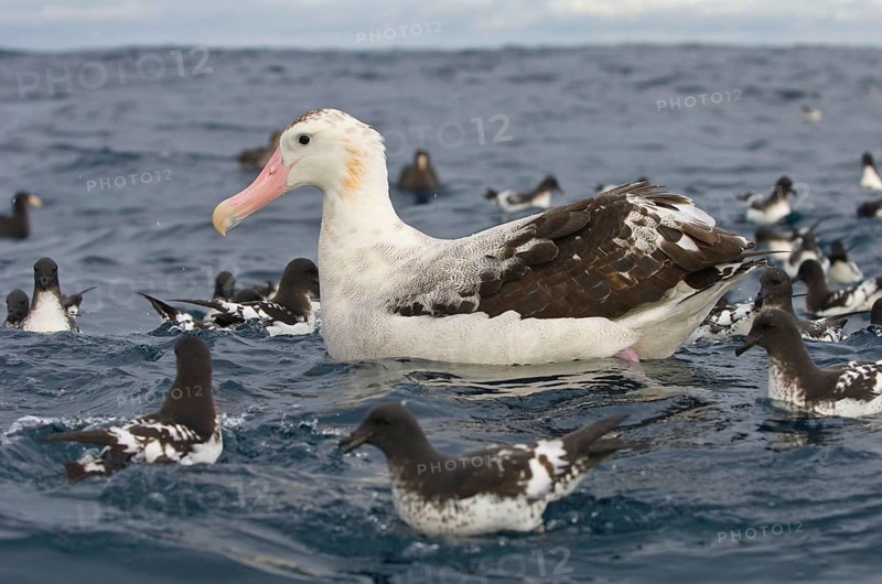 Gibson's antipodal albatross