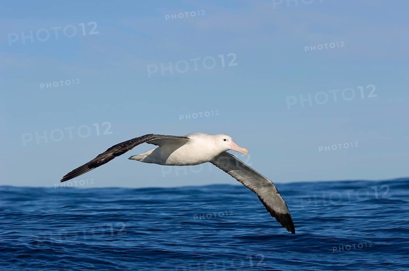 Gibson's antipodal albatross