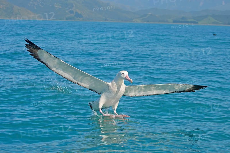Gibson's Antipodean Albatross