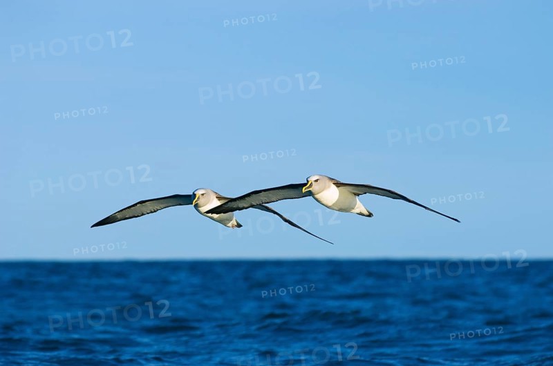 Southern Buller's Albatross