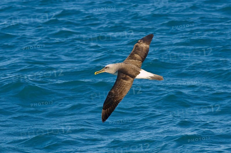 Southern Buller's Albatross