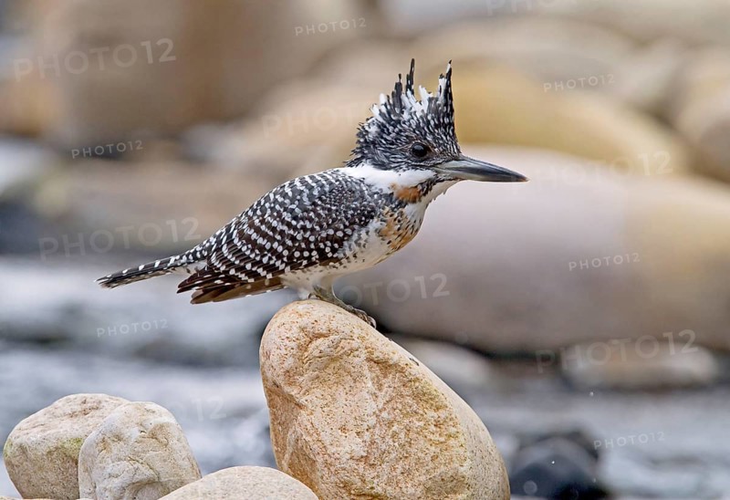 Crested kingfisher