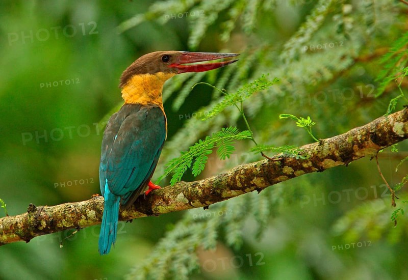 Stork-billed kingfisher