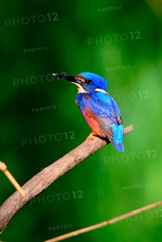 Azure azure kingfisher