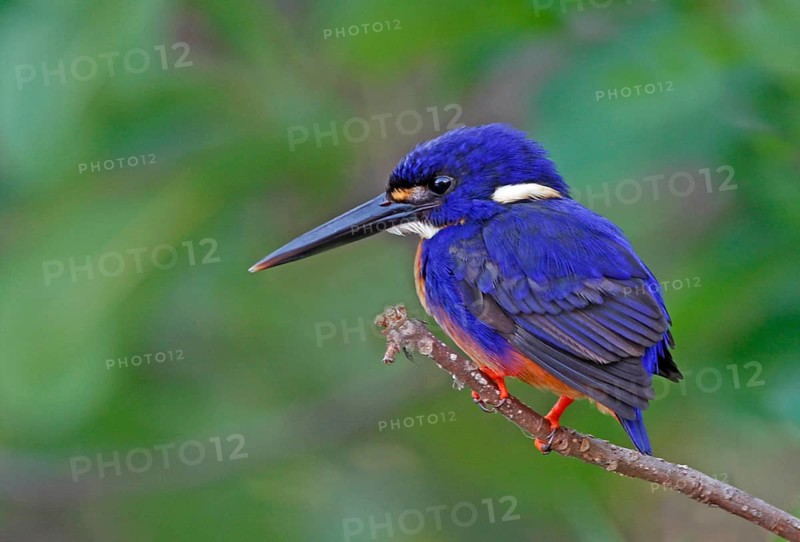 Azure azure kingfisher