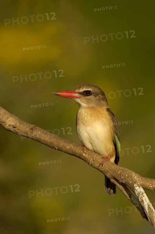 Brown-hooded Kingfisher