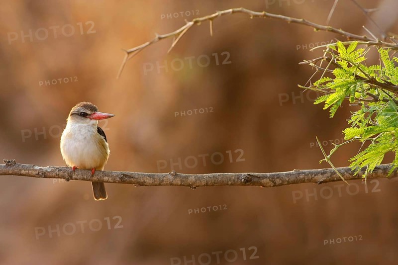 Brown-hooded kingfishers