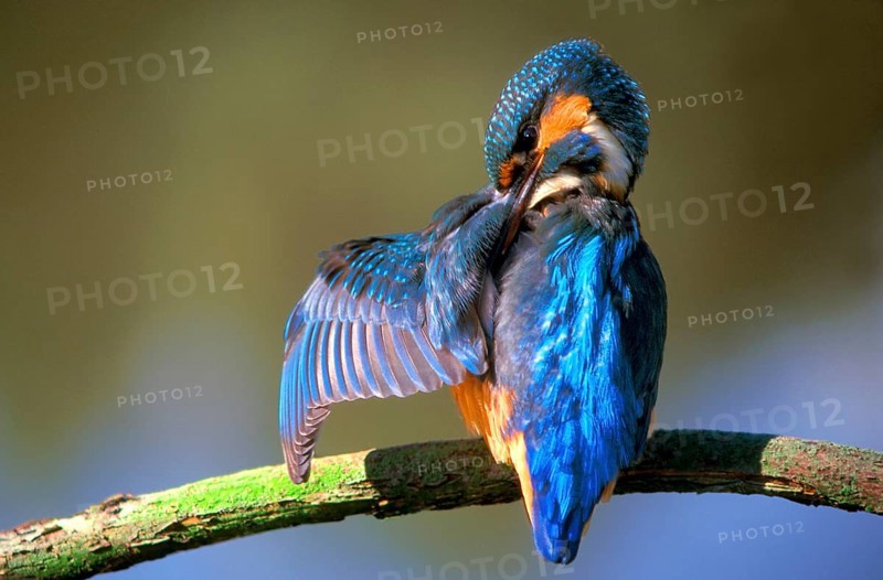 Kingfisher