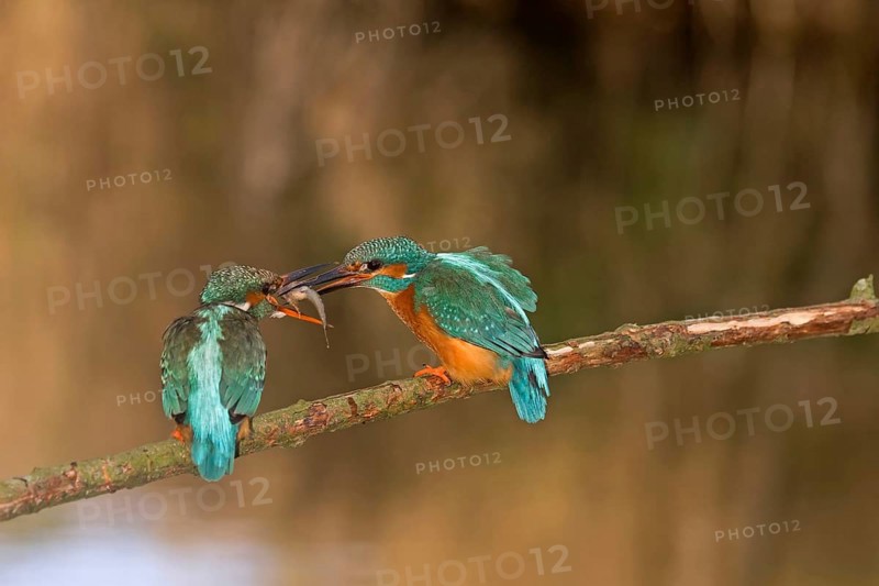 Common kingfisher